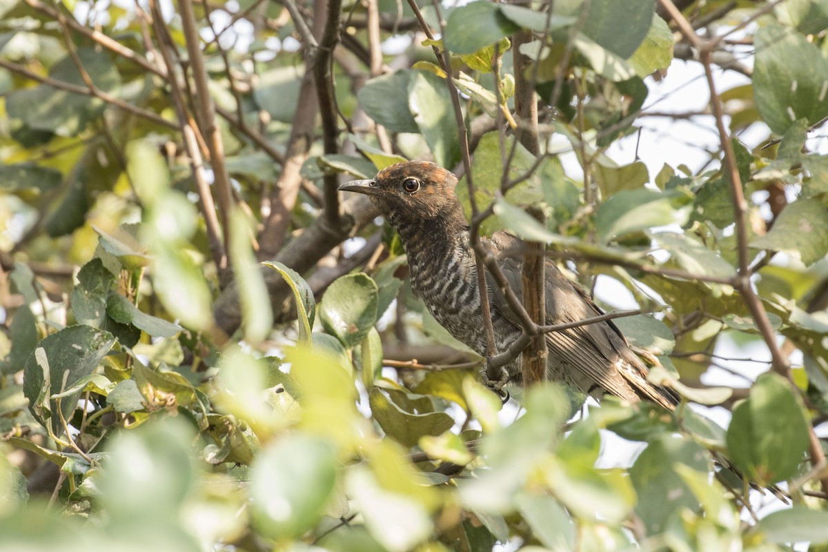 Gray-bellied Cuckoo - ML528075581