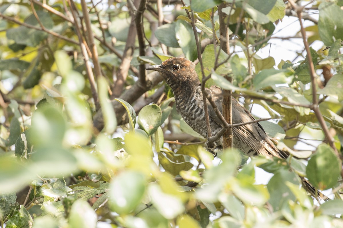 Gray-bellied Cuckoo - ML528075601