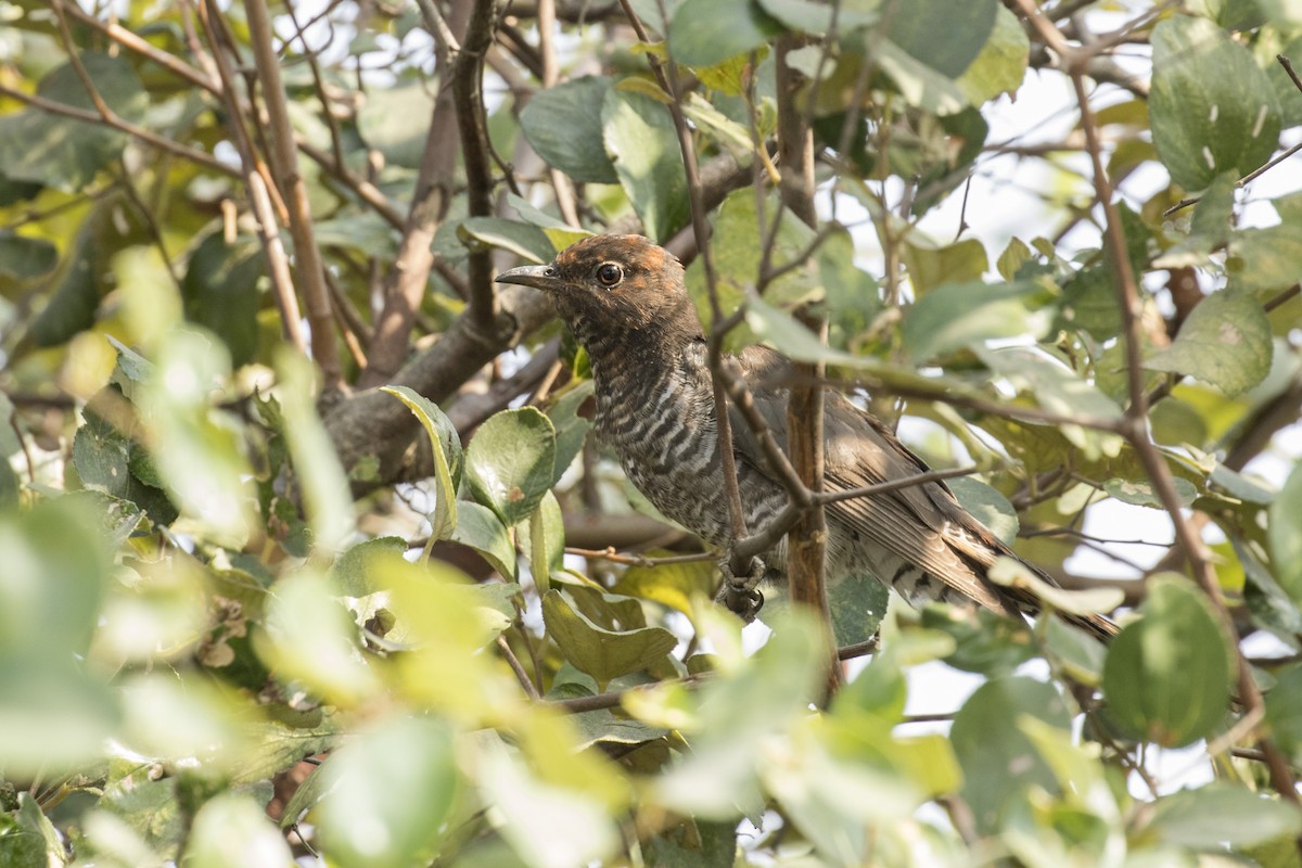 Gray-bellied Cuckoo - ML528075611