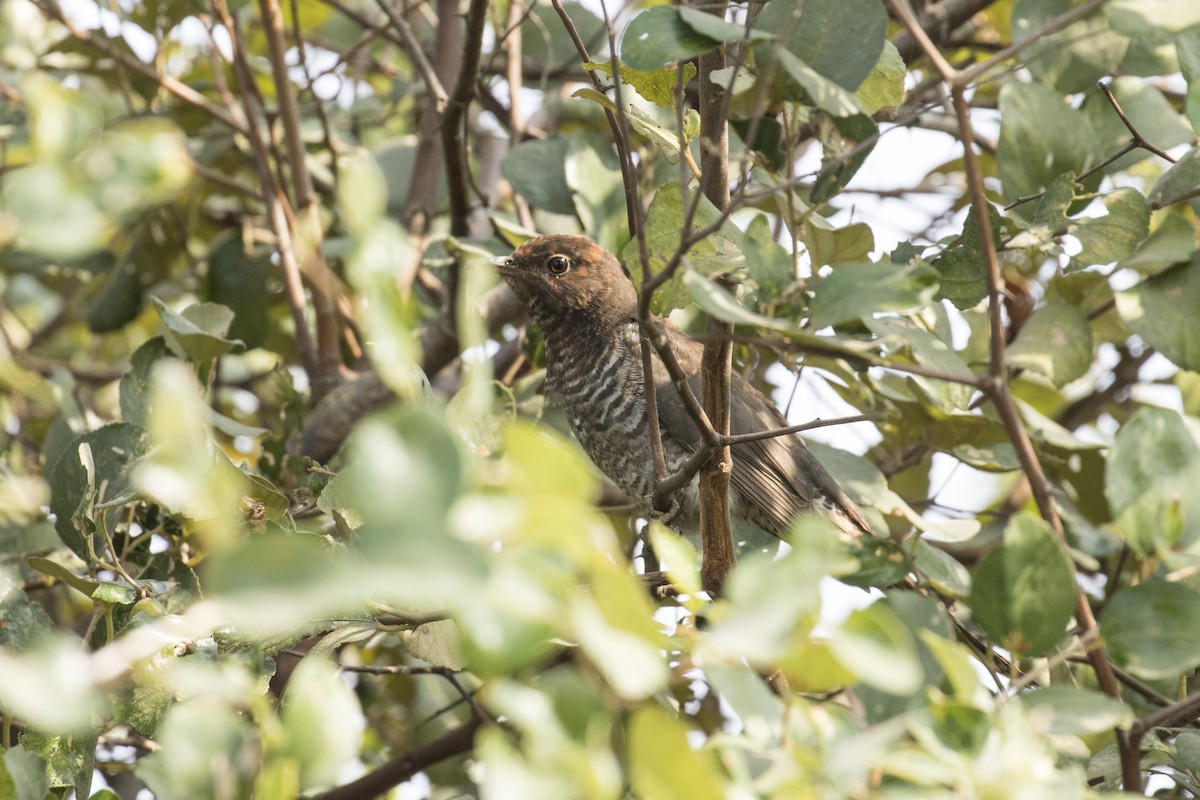 Gray-bellied Cuckoo - ML528075621