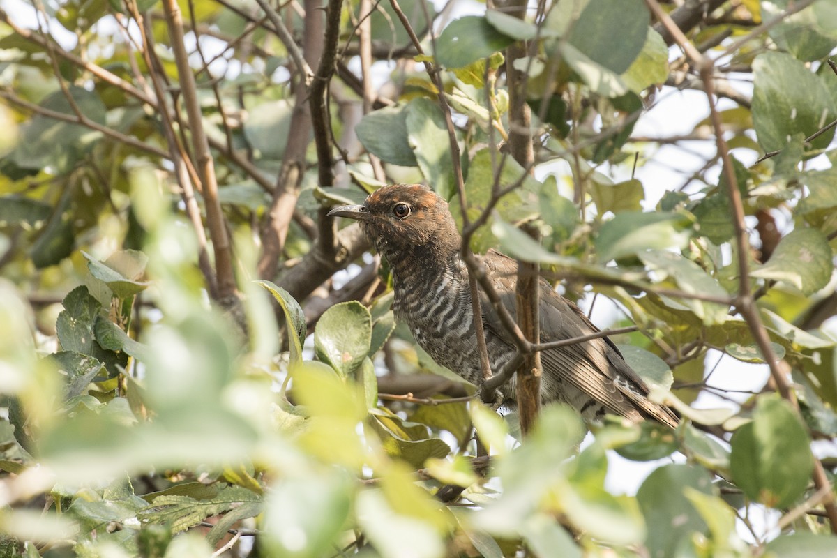 Gray-bellied Cuckoo - ML528075631