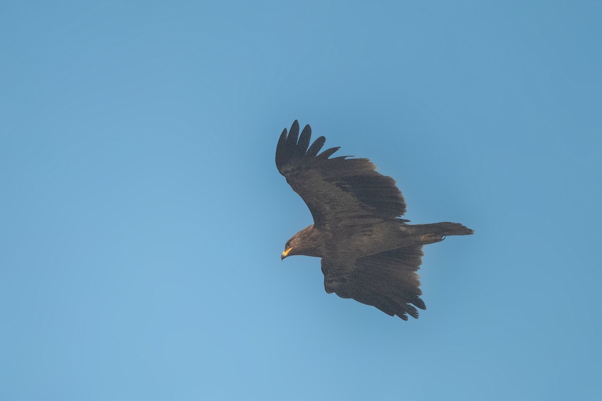 Greater Spotted Eagle - Vivek Saggar