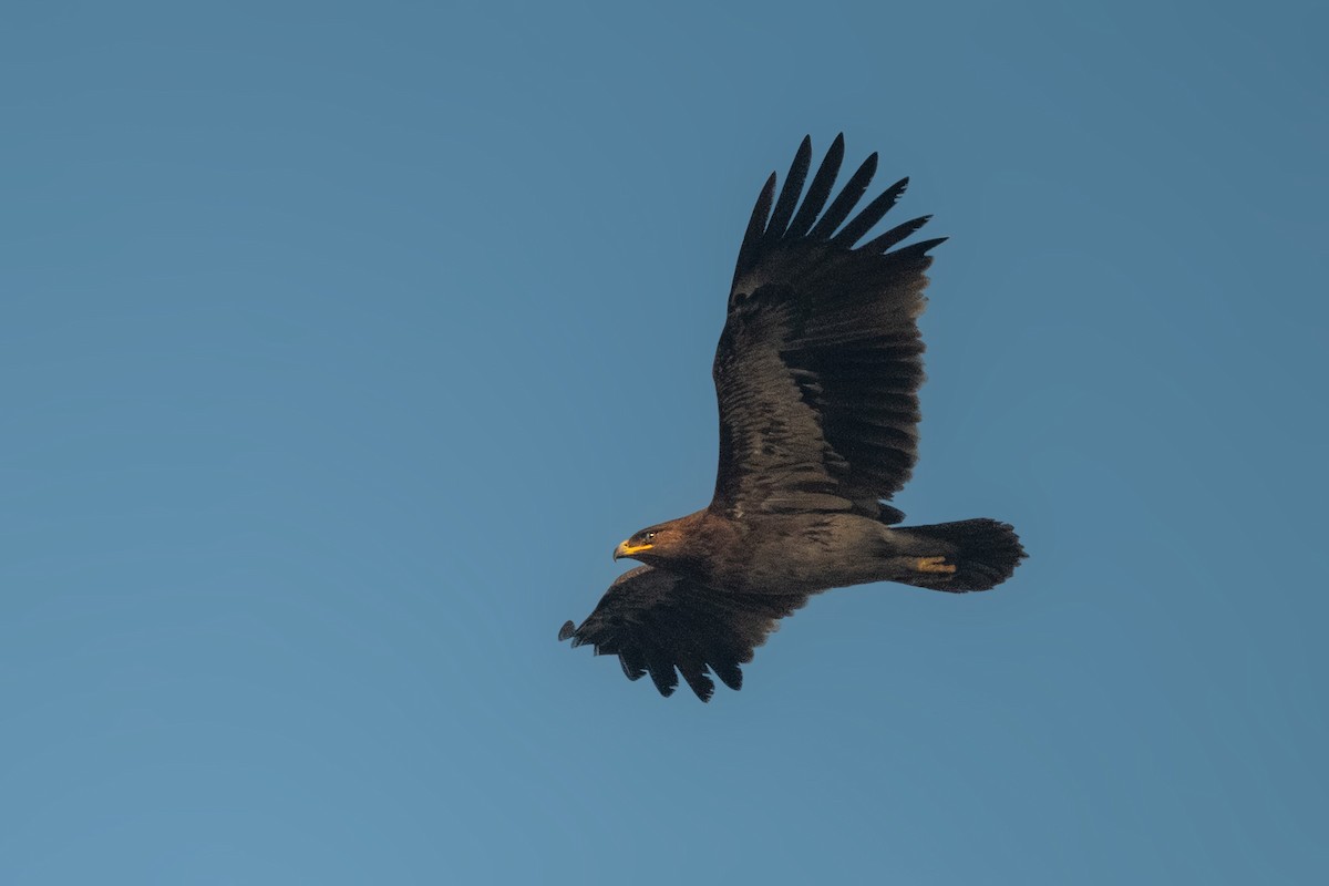 Águila Moteada - ML528076191