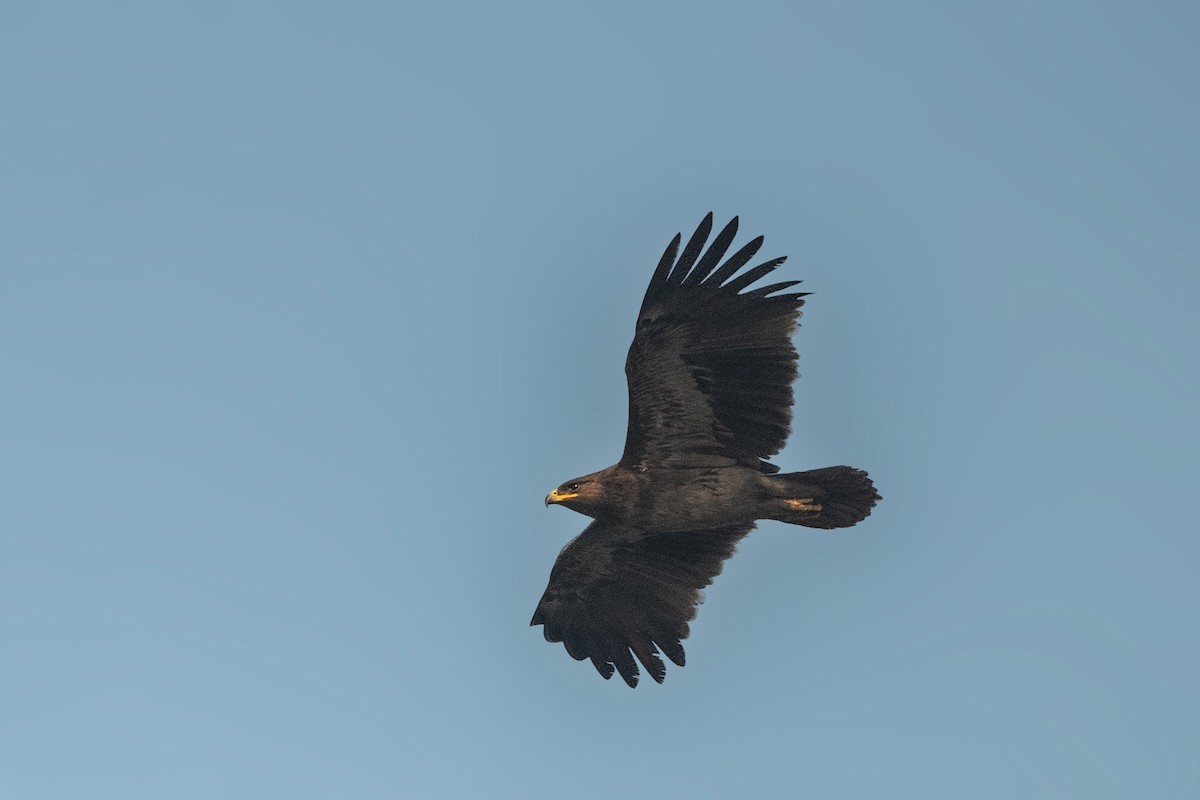 Greater Spotted Eagle - Vivek Saggar