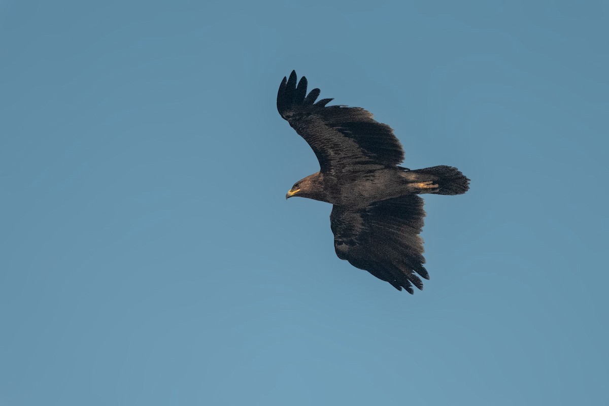 Greater Spotted Eagle - Vivek Saggar