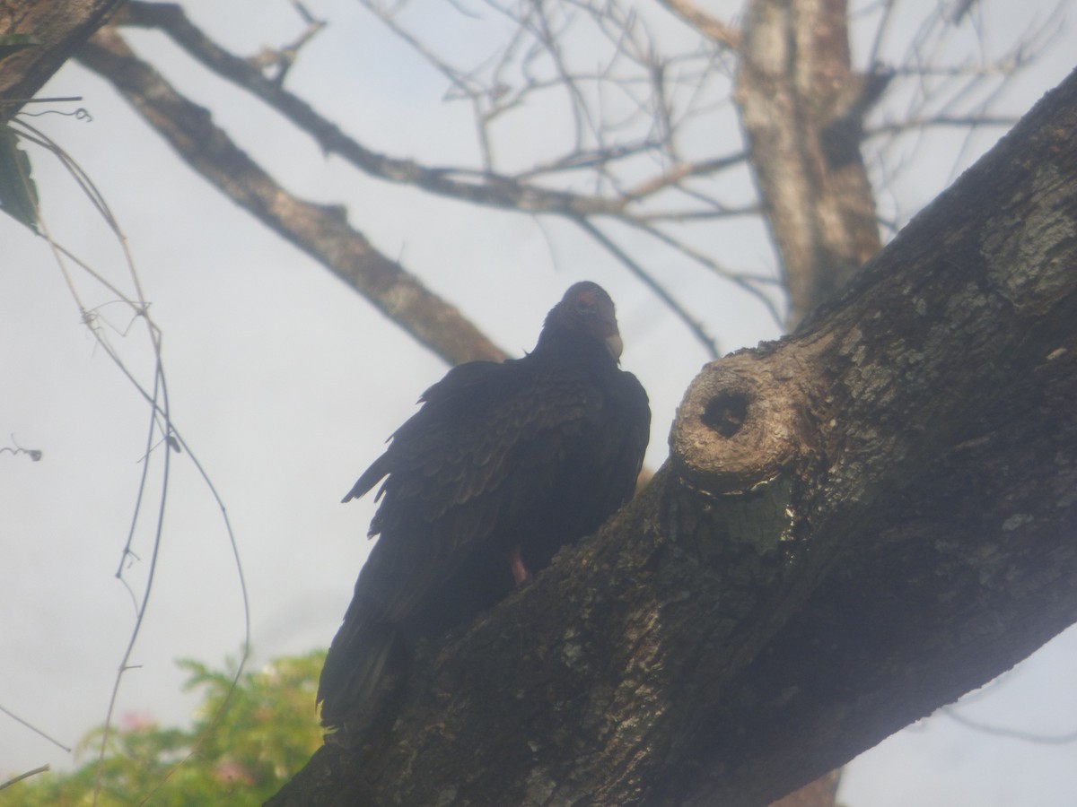 Turkey Vulture - Luis Mieres Bastidas