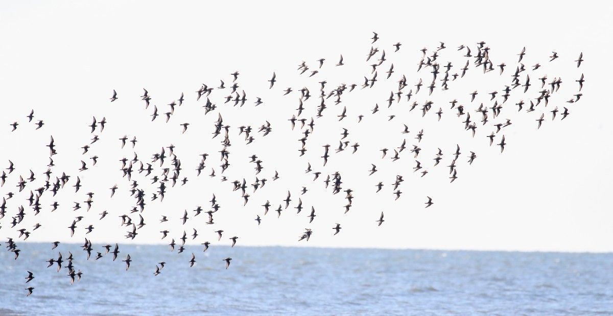 Semipalmated Plover - ML528076331