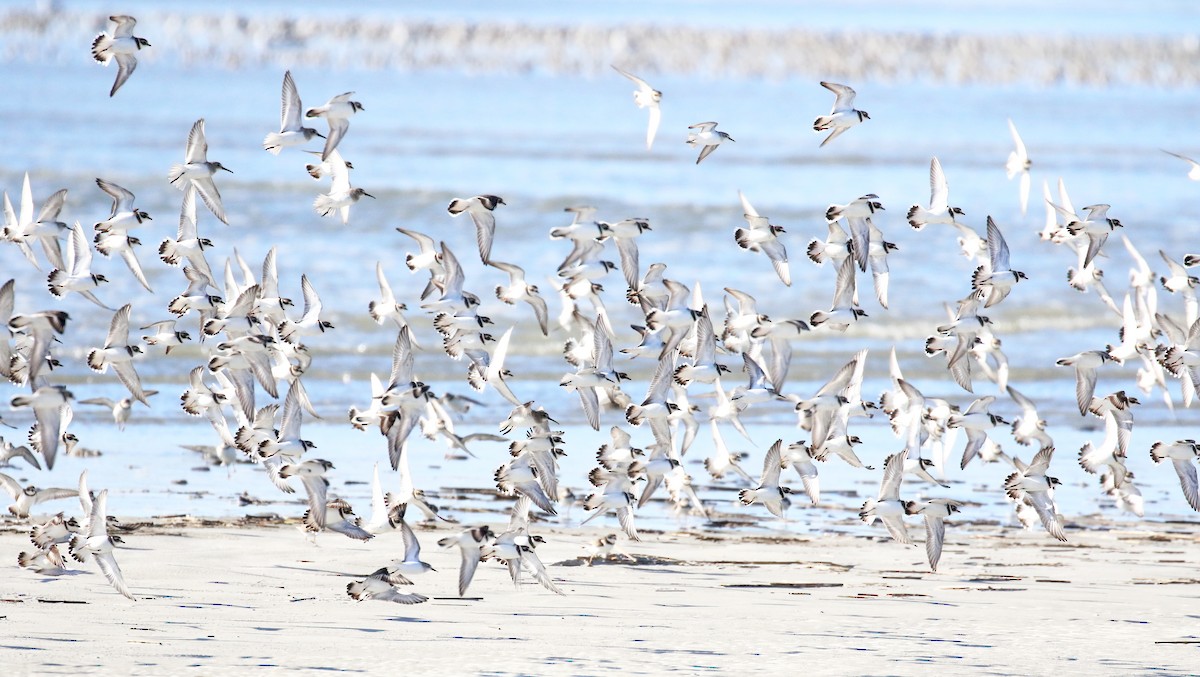 Semipalmated Plover - ML528076351