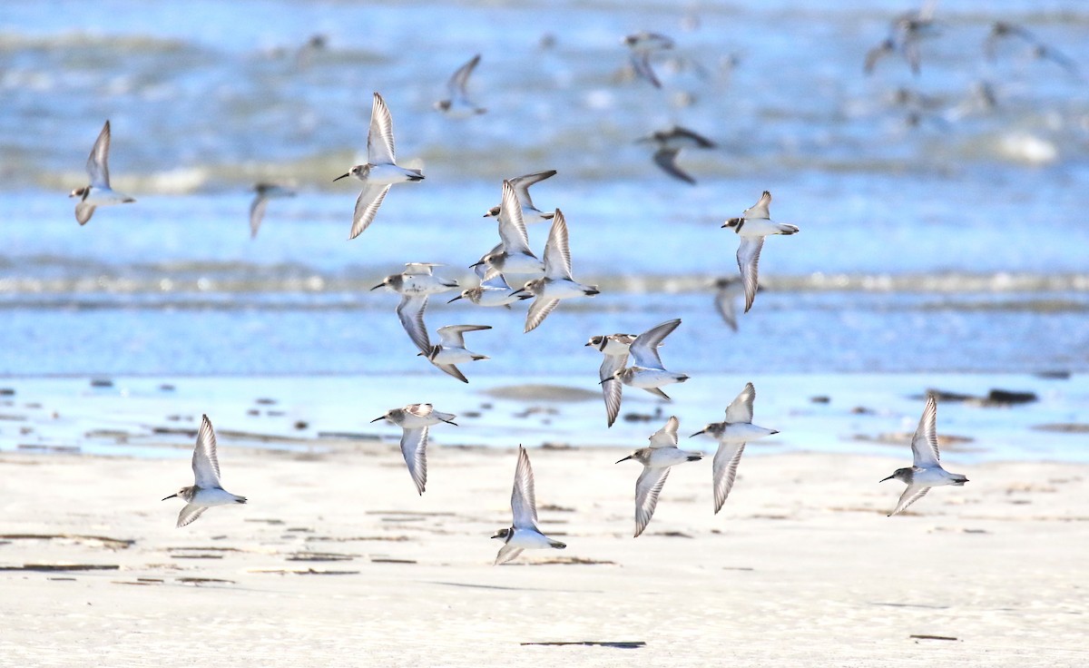 Dunlin - ML528076451