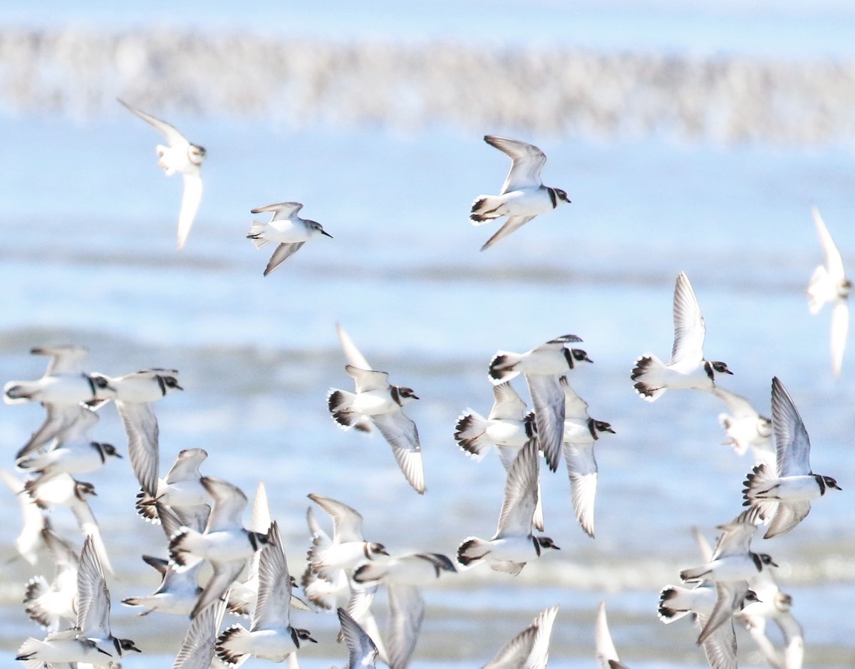 Western Sandpiper - ML528076531