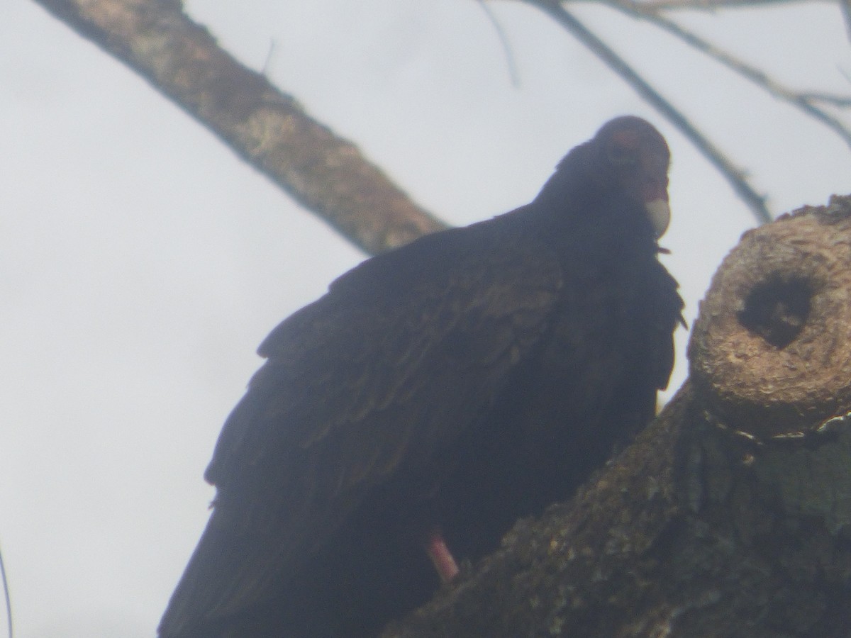 Turkey Vulture - Luis Mieres Bastidas