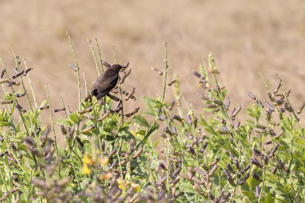 Gray-bellied Cuckoo - ML528077061