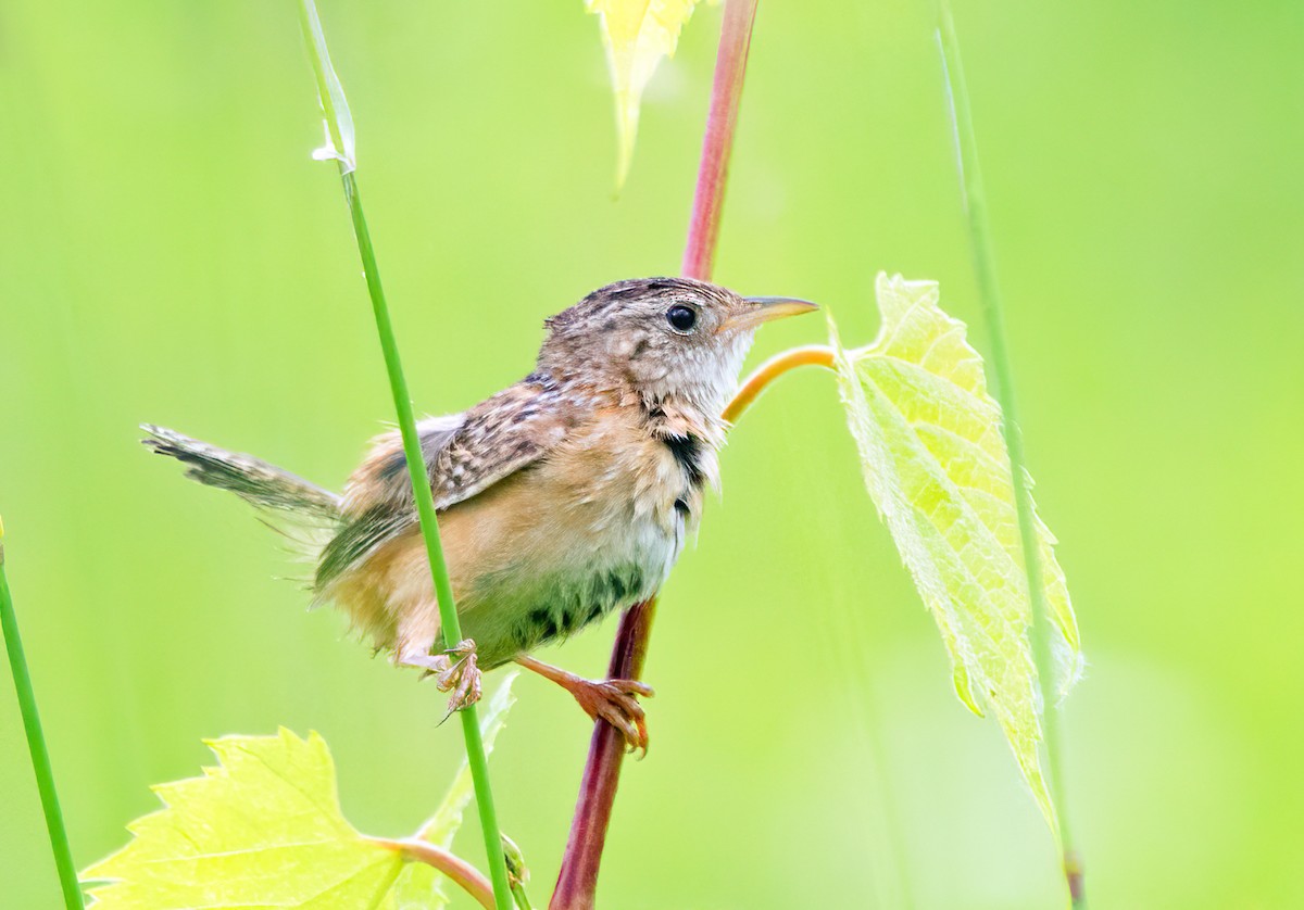 Sedge Wren - ML528078151
