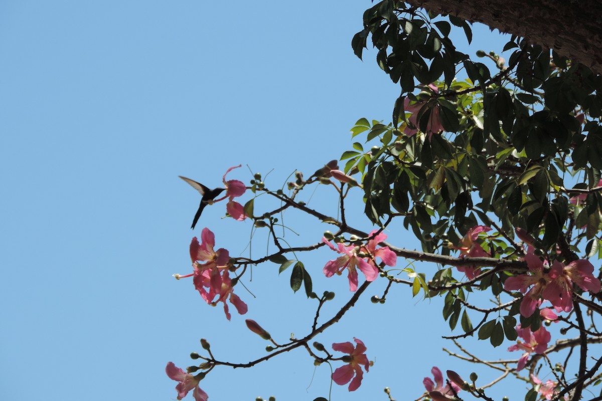 Swallow-tailed Hummingbird - ML528079331