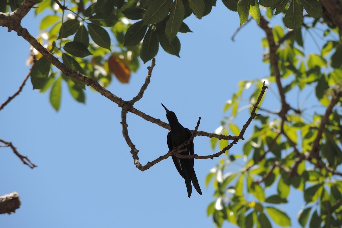 Swallow-tailed Hummingbird - ML528079351