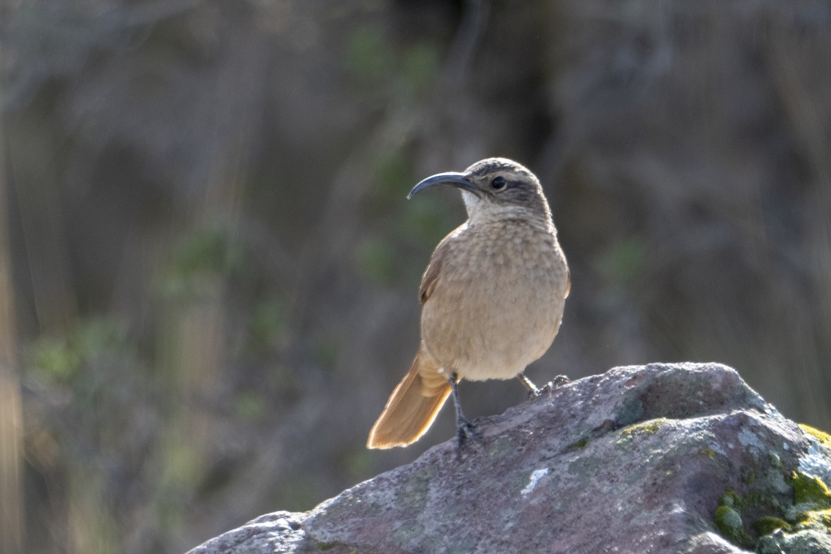 White-throated Earthcreeper - ML528079531