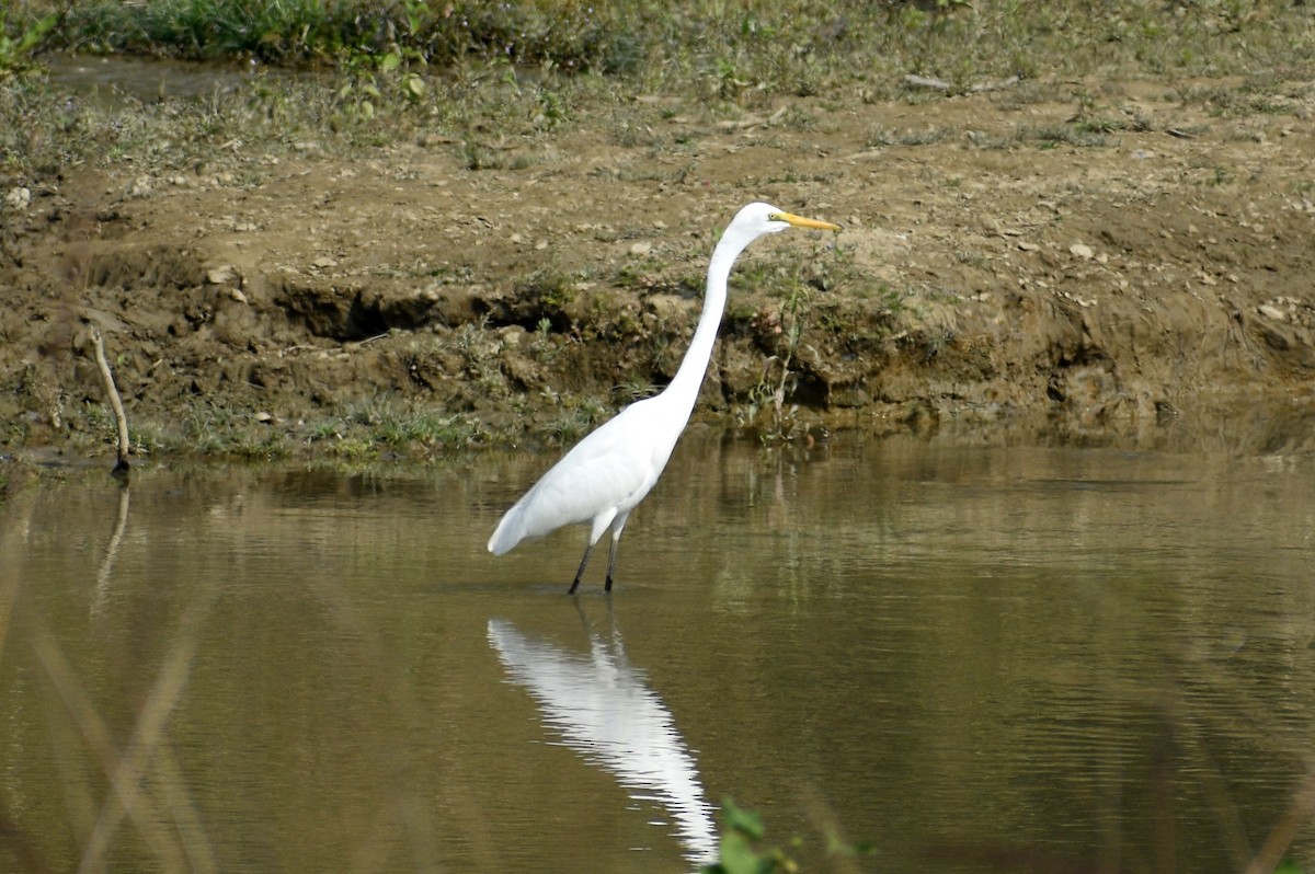 Great Egret - ML528080531