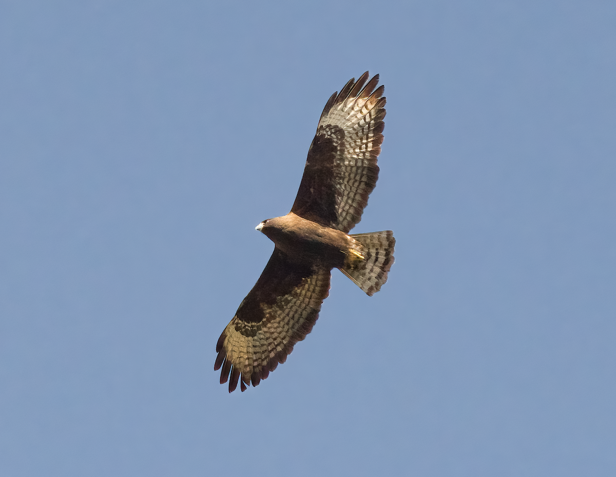 Short-tailed Hawk - ML528080731