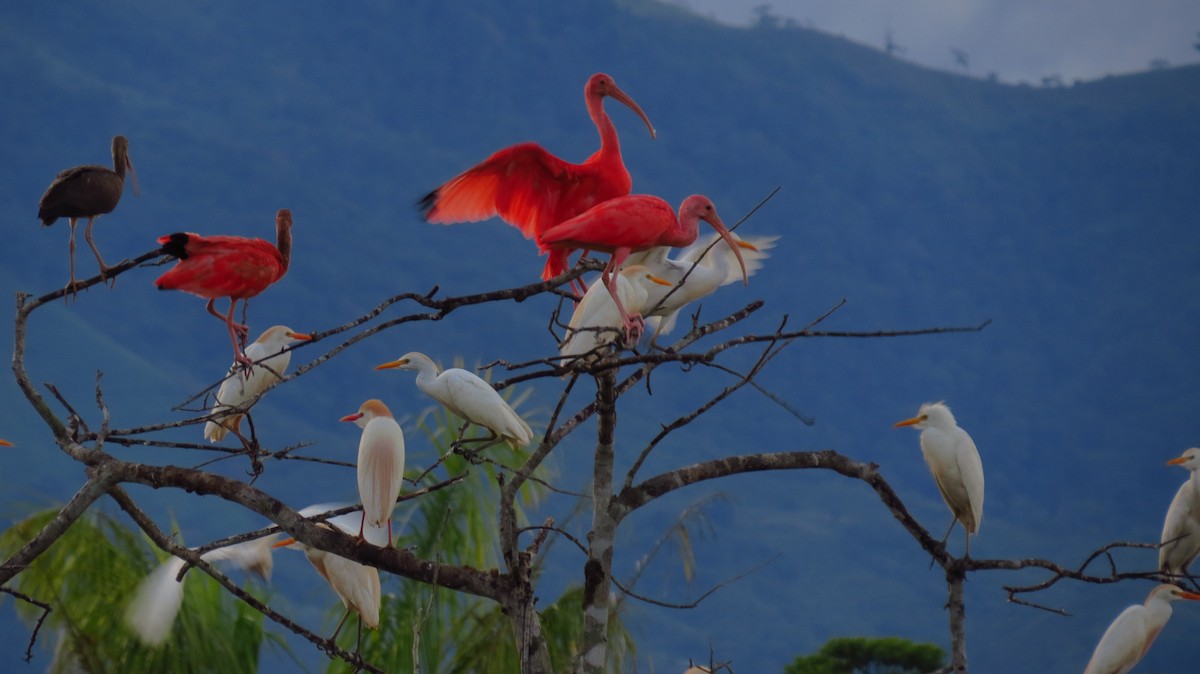 Scarlet Ibis - Jorge Muñoz García   CAQUETA BIRDING