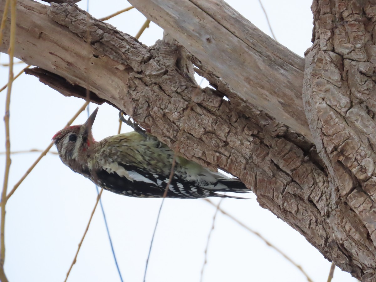 Yellow-bellied Sapsucker - ML528081061