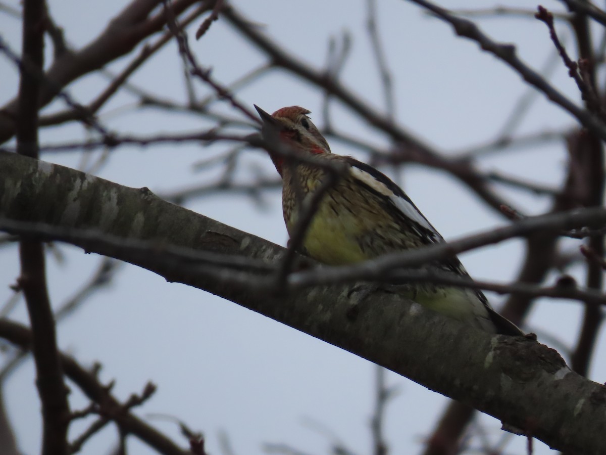 Yellow-bellied Sapsucker - ML528081191