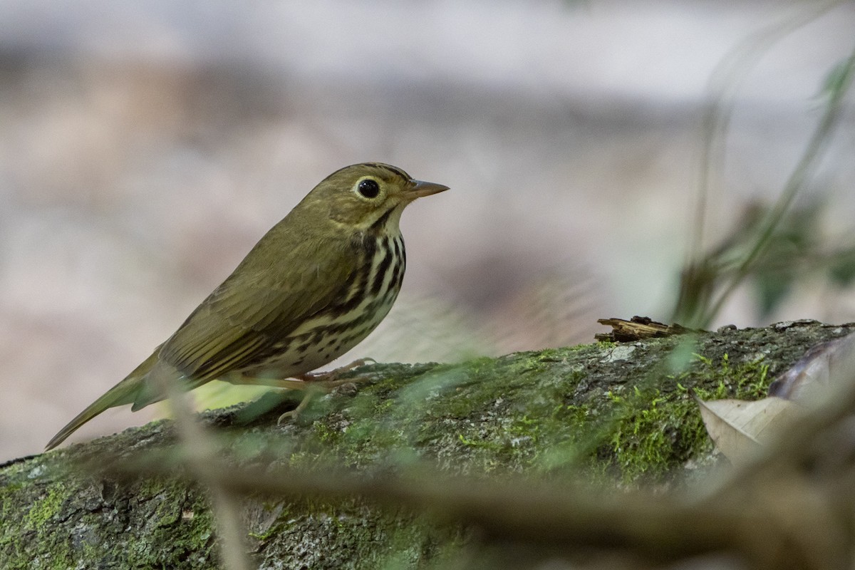 Ovenbird - ML528081541