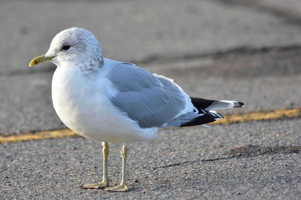 Common Gull (European) - Robert Lange