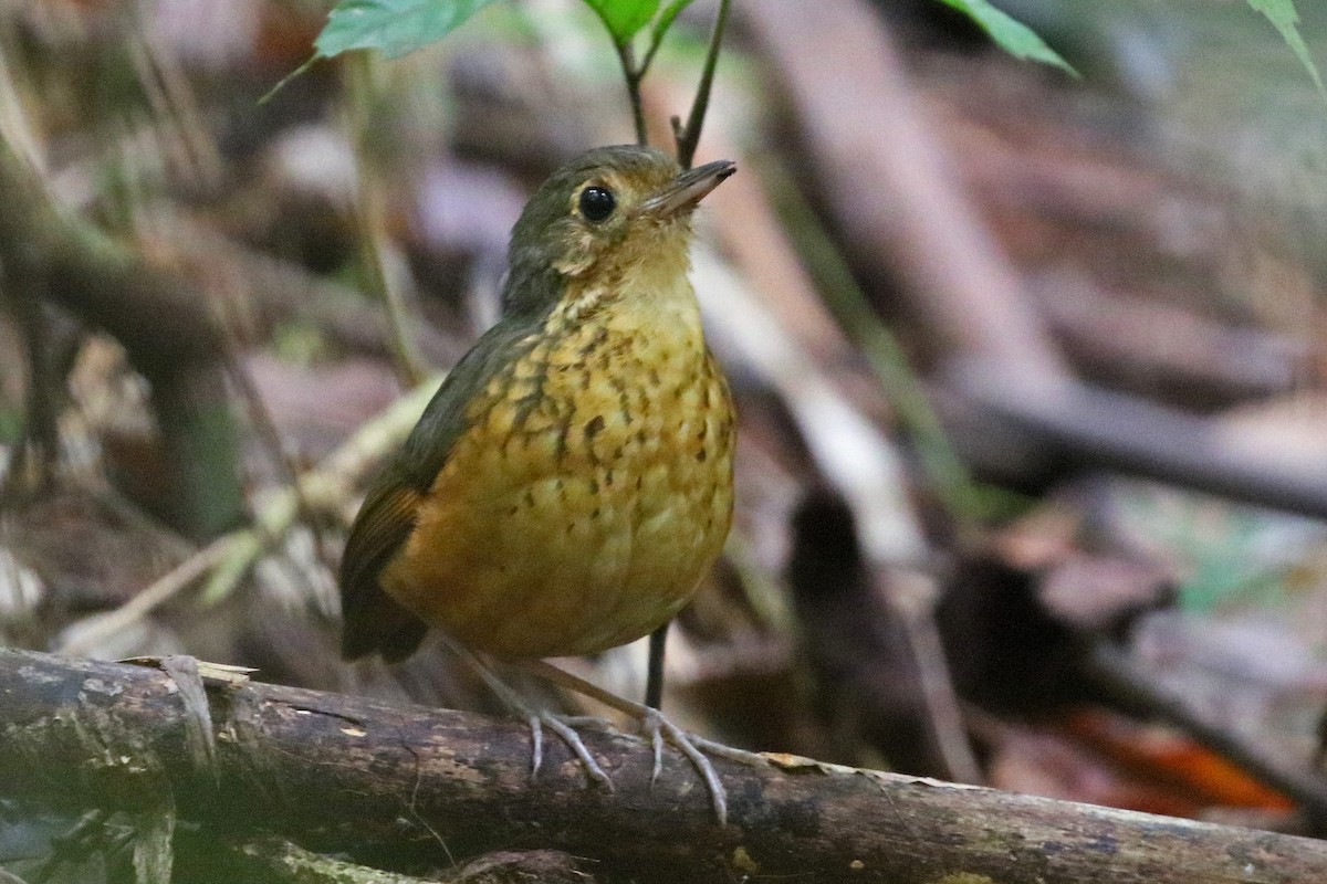 Speckle-breasted Antpitta - ML528082301