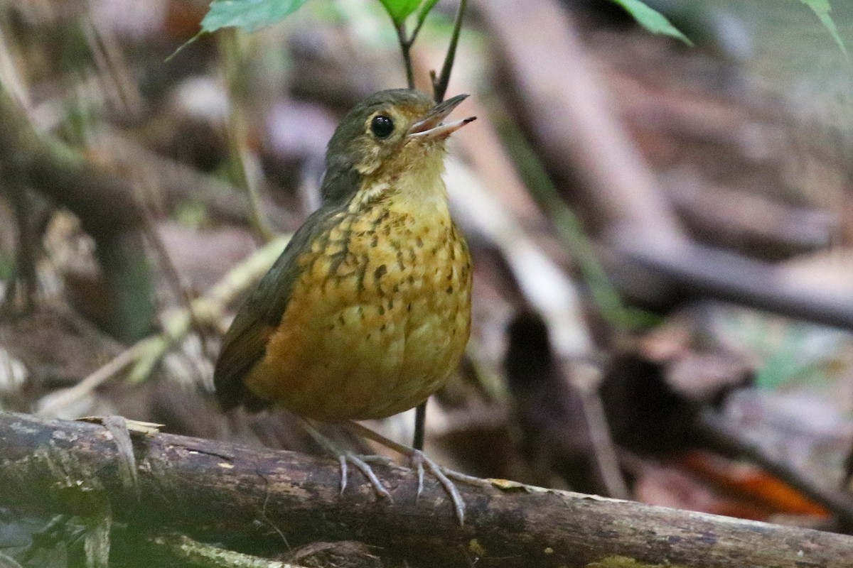Speckle-breasted Antpitta - ML528082361