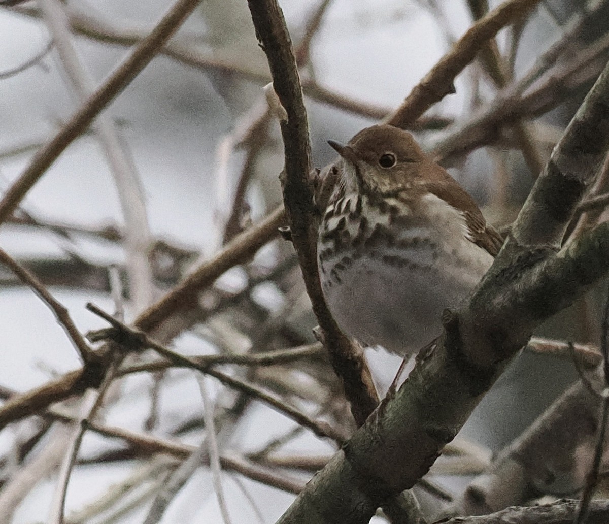 Hermit Thrush - ML528082781