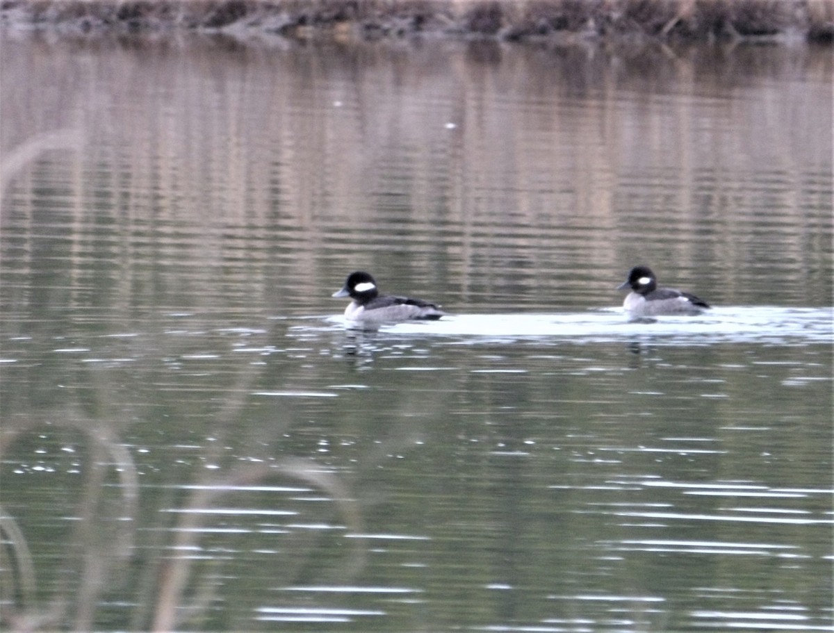 Bufflehead - ML528083071