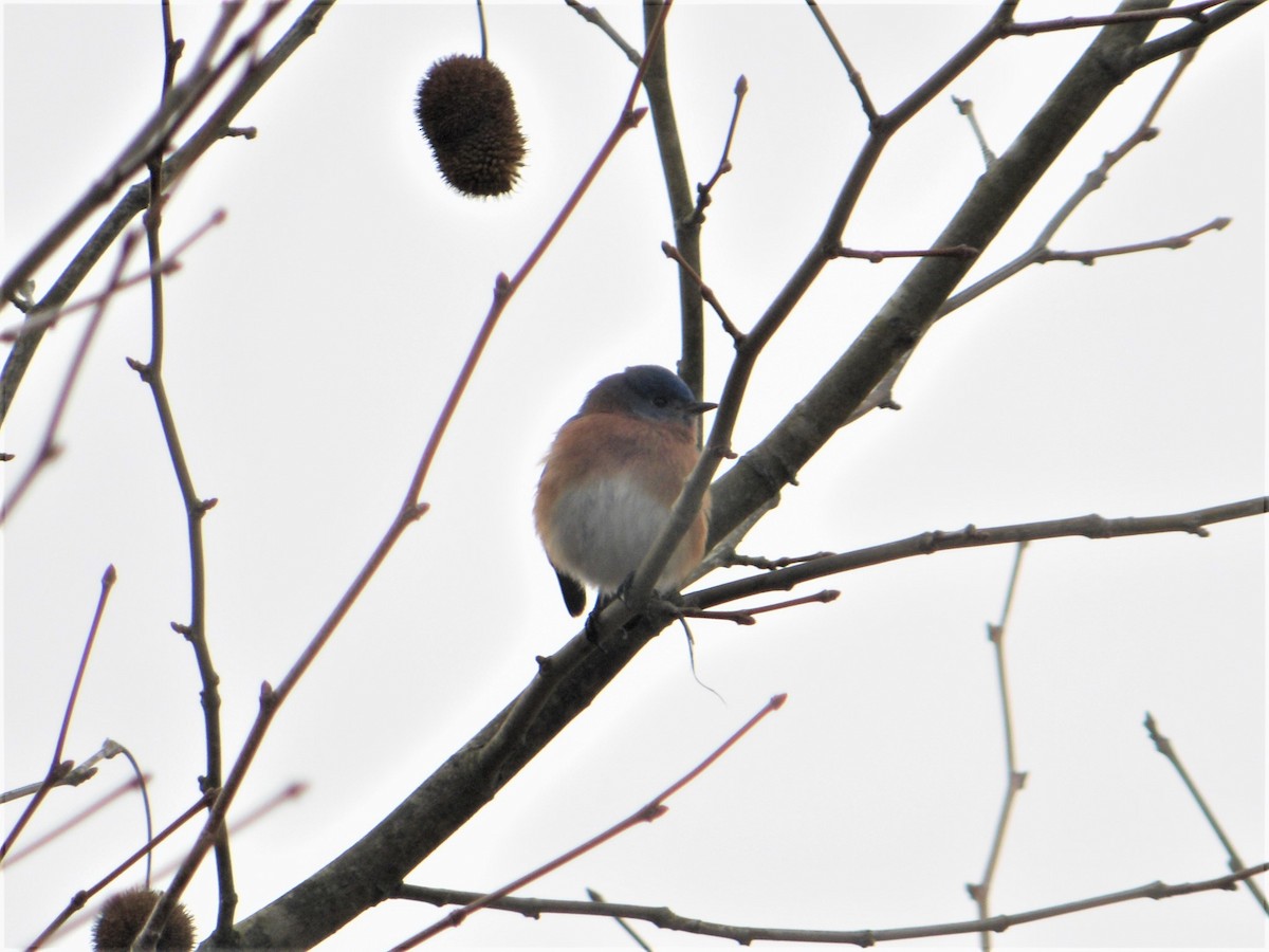 Eastern Bluebird - ML528083191