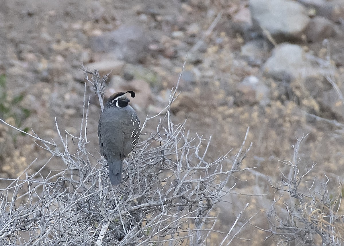 California Quail - ML528083461