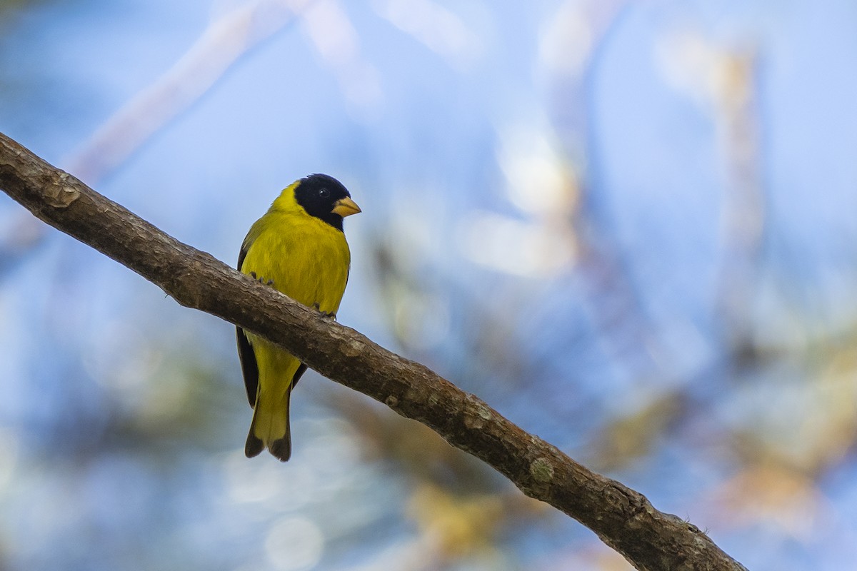 Antillean Siskin - ML528083741