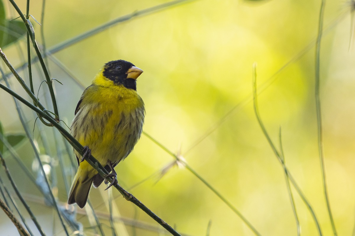 Antillean Siskin - Joshua Covill