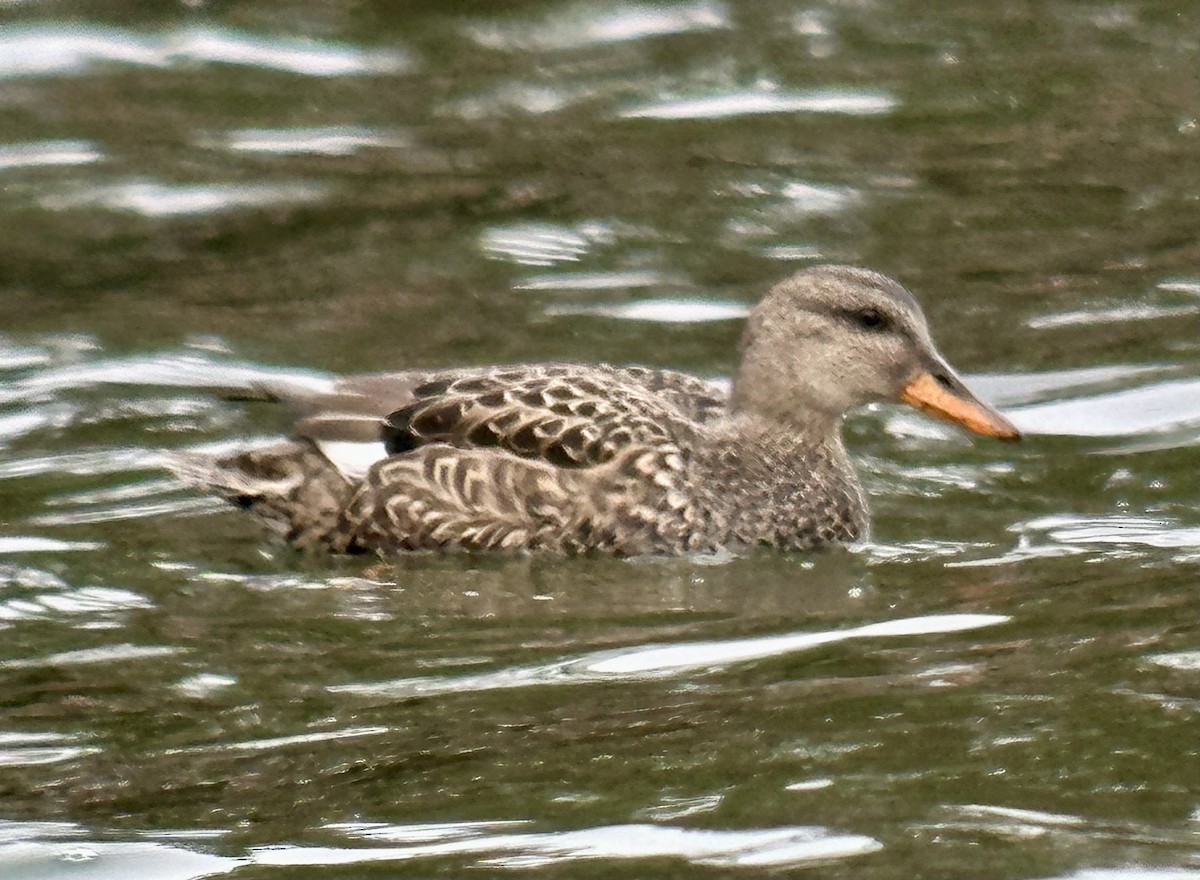 Gadwall - ML528086451