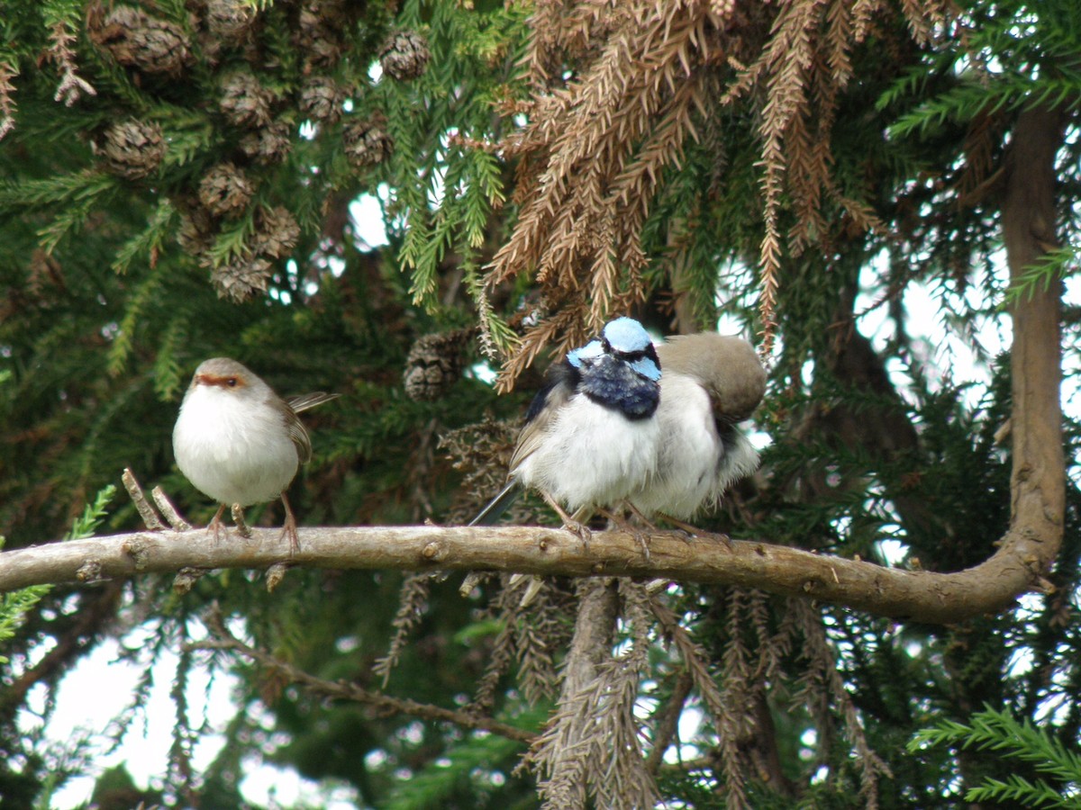 Superb Fairywren - ML52808691