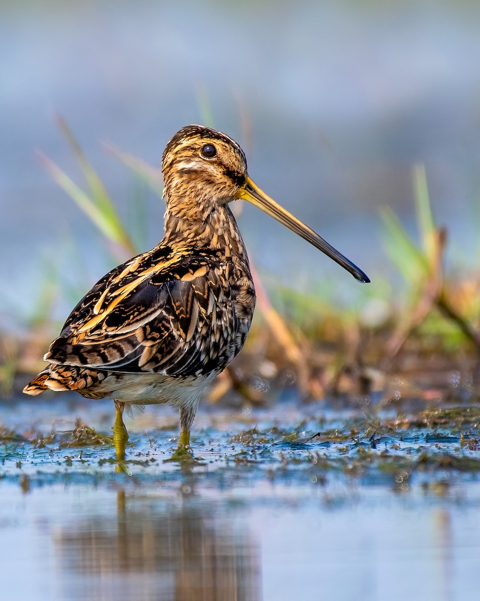 Common Snipe - ML528087441