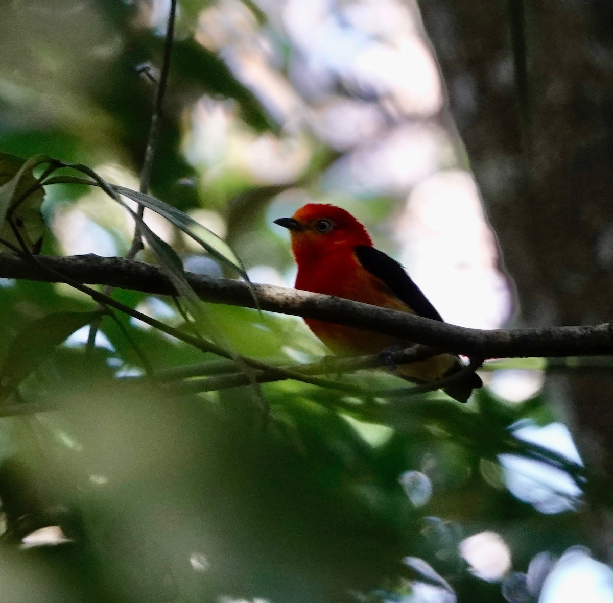 Band-tailed Manakin - ML528087681