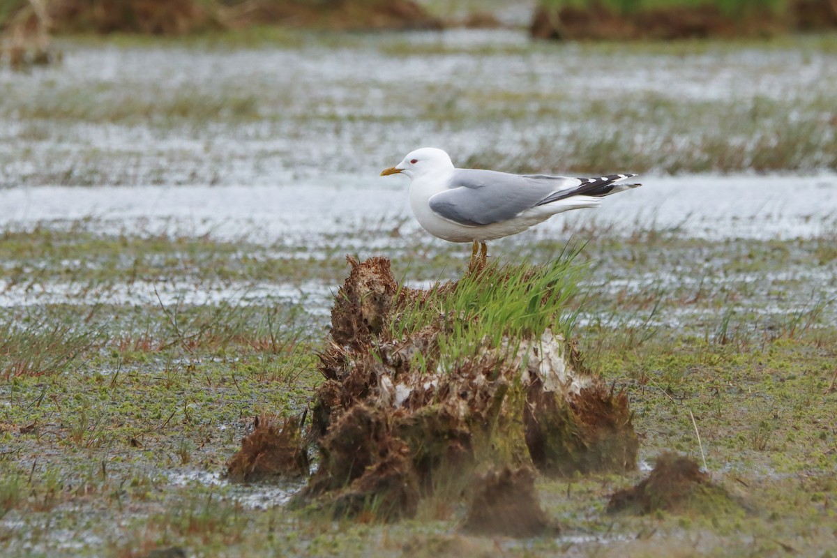 Үүлэн цахлай - ML528088871