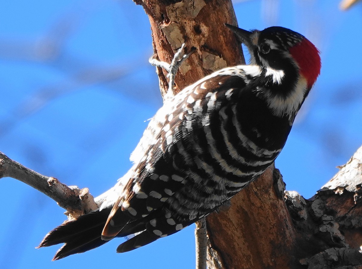 Nuttall's Woodpecker - ML528089271