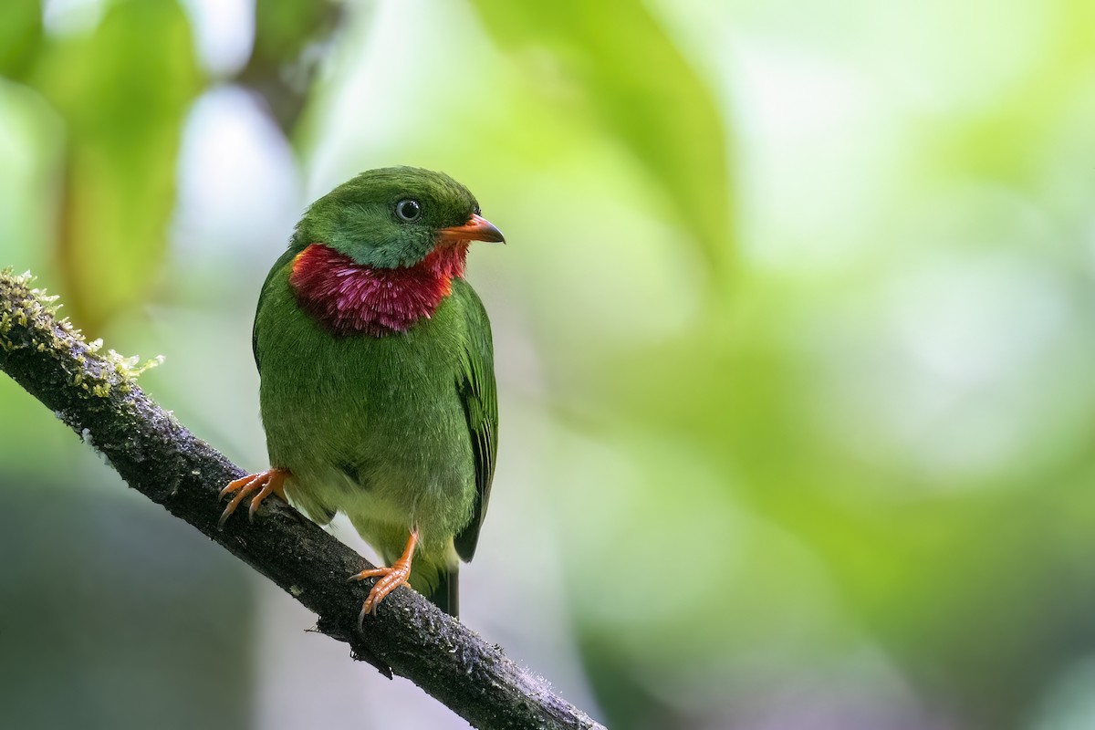 Fiery-throated Fruiteater - Rob Jansen - RobJansenphotography.com