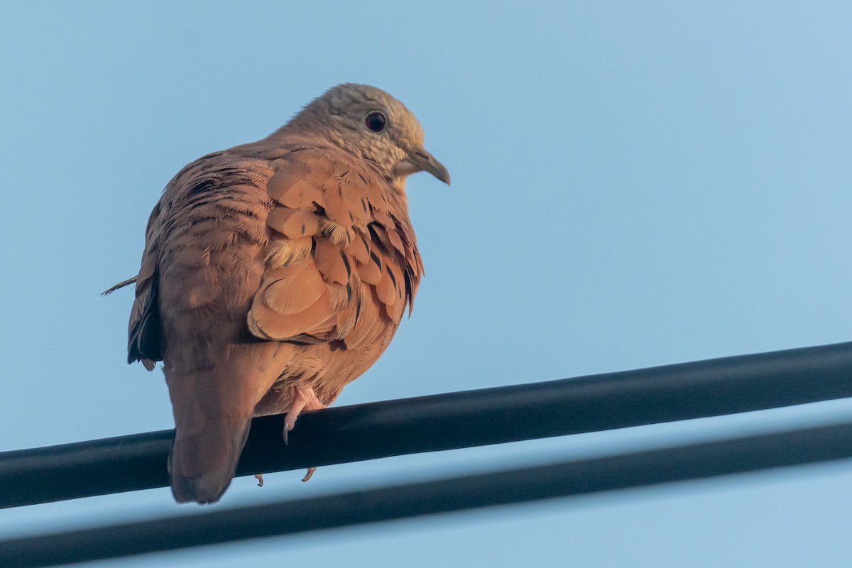 Ruddy Ground Dove - ML528090911