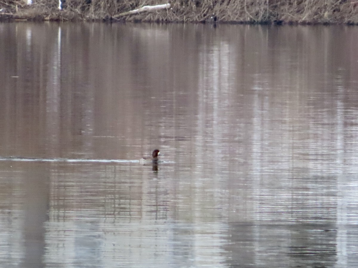 Greater Scaup - ML528091211