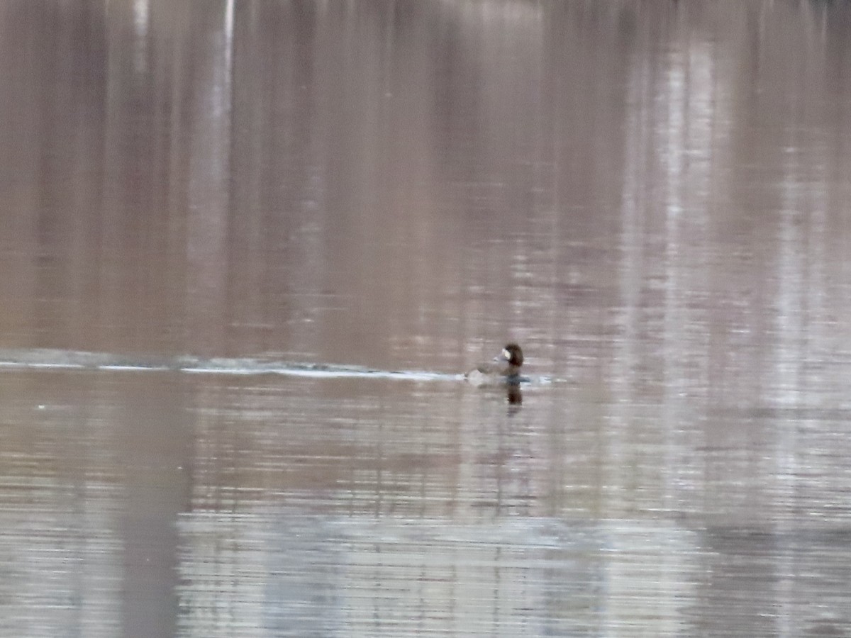 Greater Scaup - ML528091251