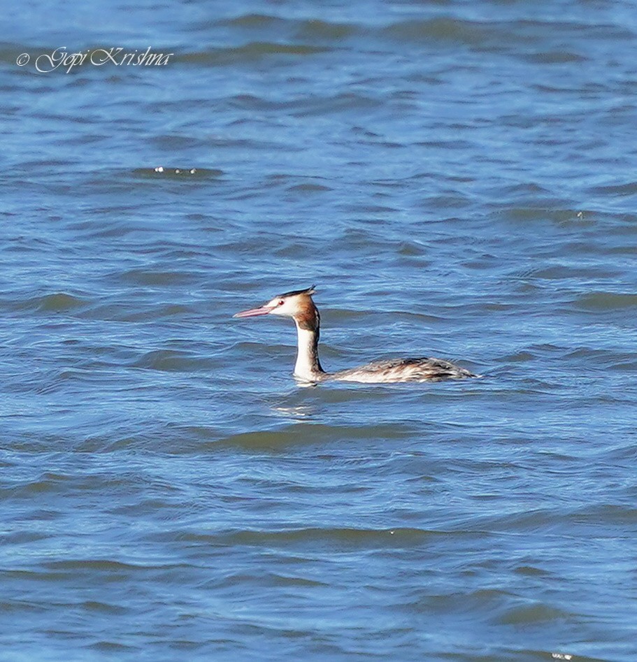 Great Crested Grebe - ML528091801