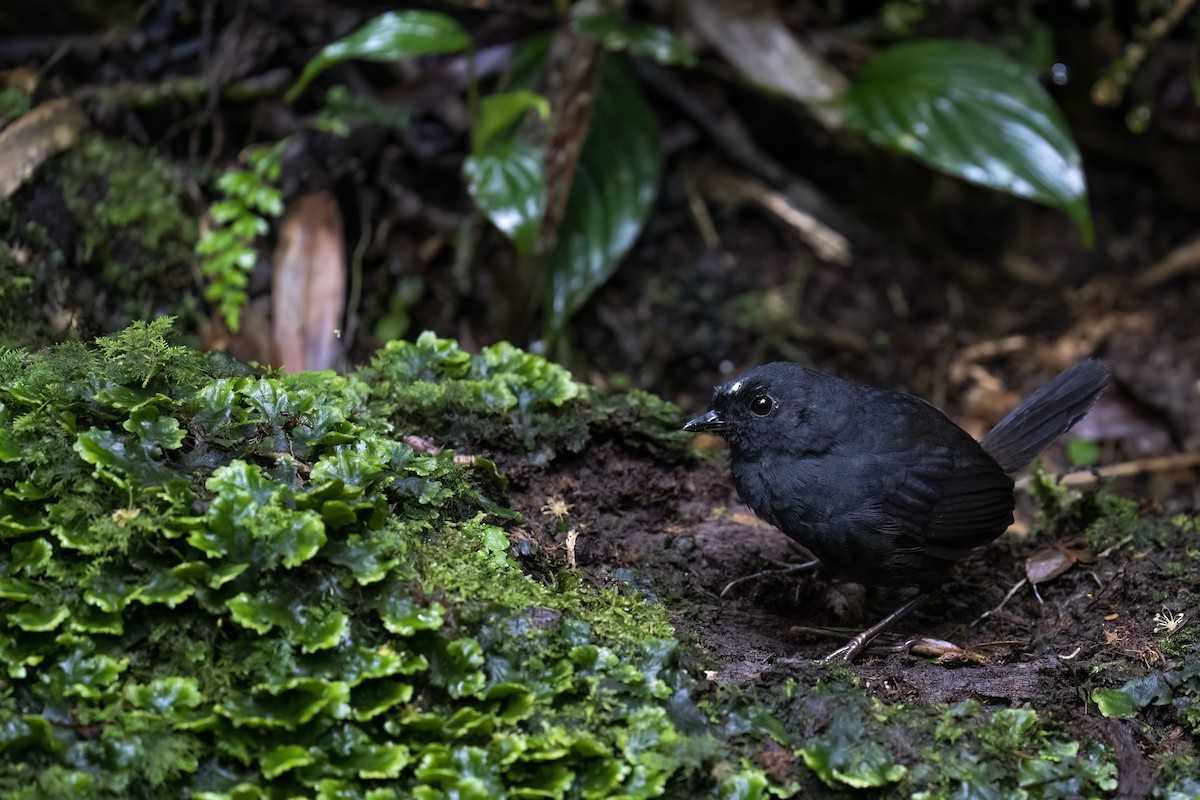 White-crowned Tapaculo - Rob Jansen - RobJansenphotography.com