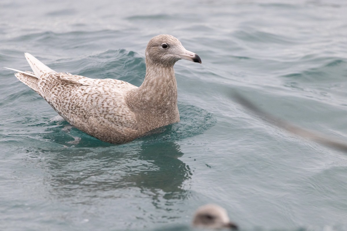 Glaucous Gull - Oscar Wainwright