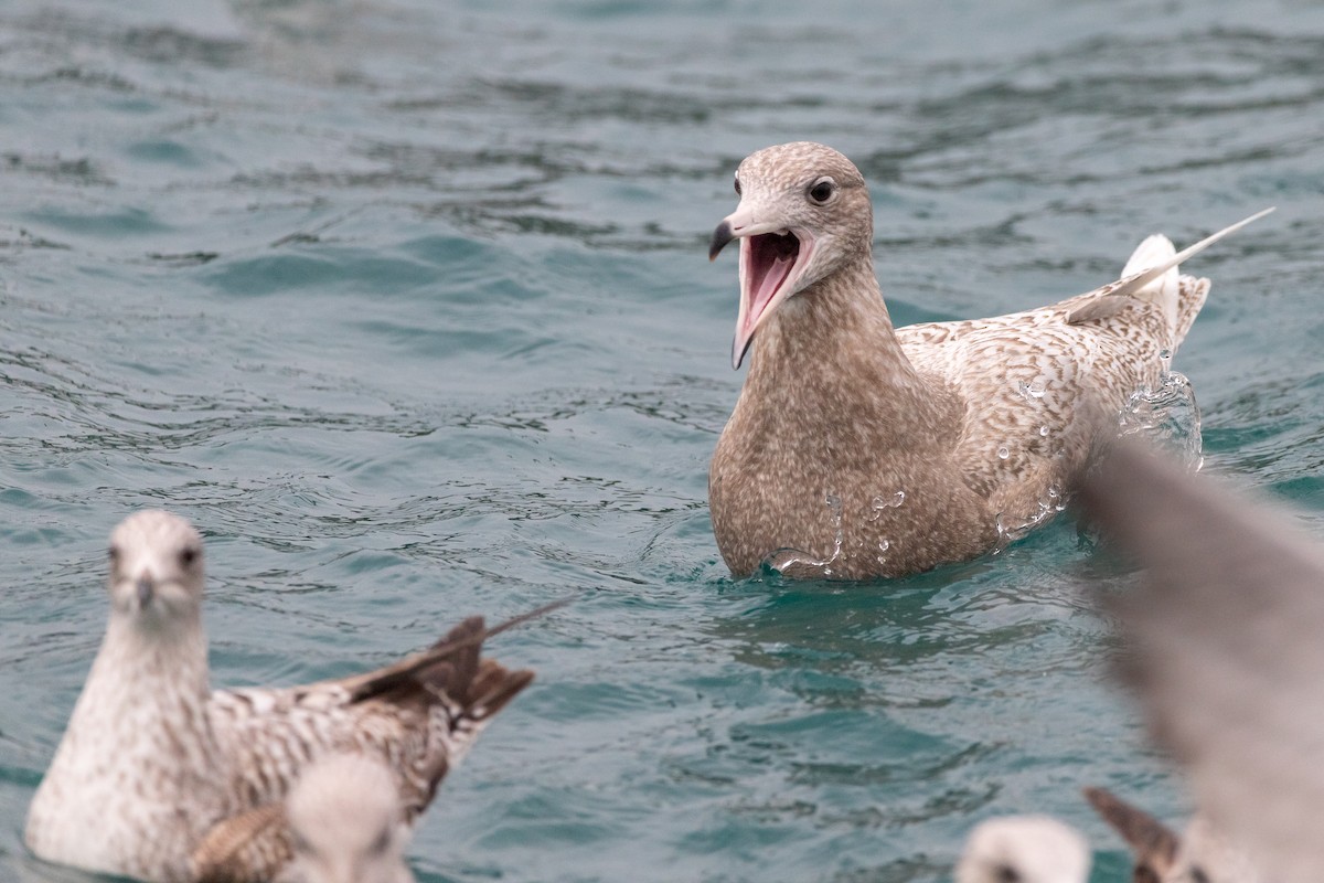 Glaucous Gull - ML528092231