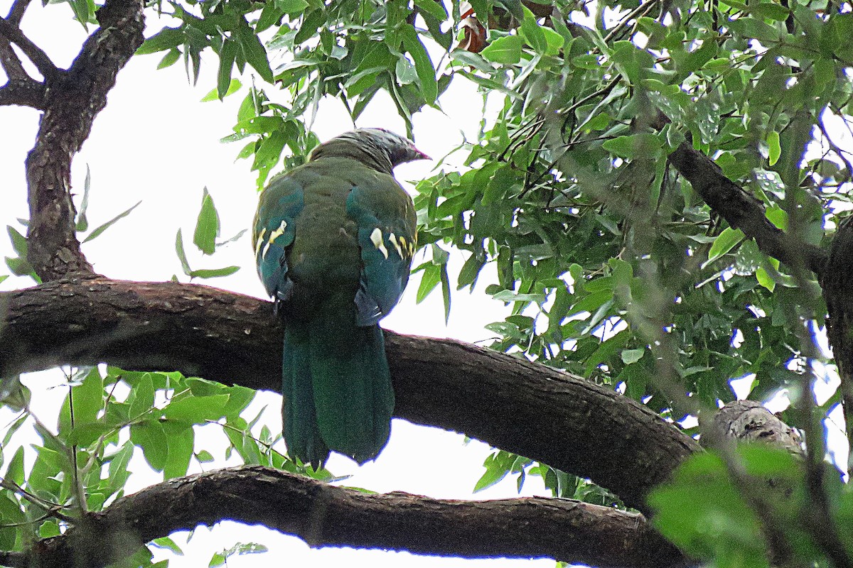 Wompoo Fruit-Dove - ML52809231